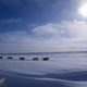 Illustration for article titled How Technology and Climate Change Are Transforming Americas Wildest Dog Sled Race
